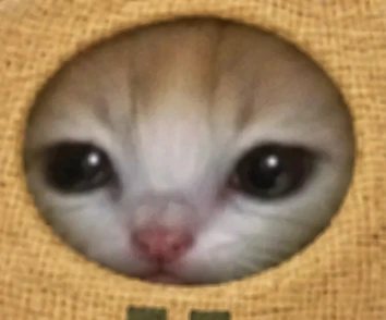 the face of a cat who has counted forty thousand dollars this week and touched none of it